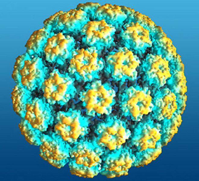 Папилломавирус человека
