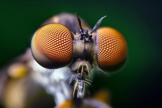 Некоторые насекомые способны распознавать инфракрасные и ультрафиолетовые лучи