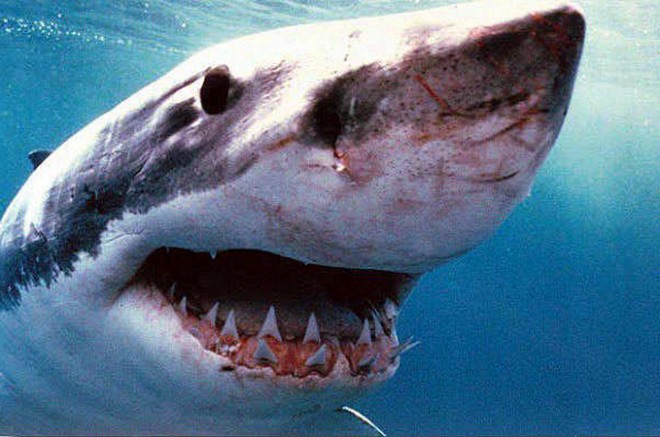 Существует сходство между человеческим глазом и глазом акулы