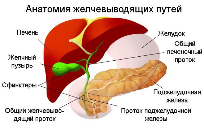 Анатомия желчевыводящих путей