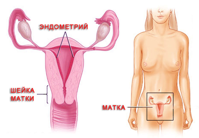 Эндометрий - это внутренняя слизистая оболочка тела матки