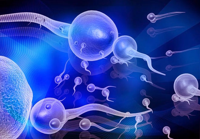 Здоровый мужчина  при якуляции выбрасывает от 120 до 600 миллионов сперматозоидов