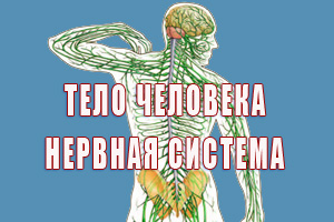 Тело человека. Нервная система