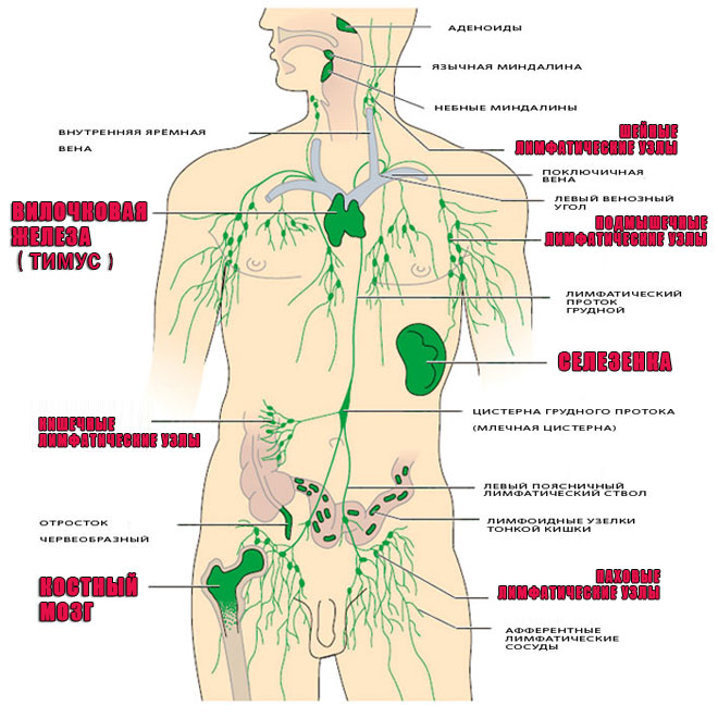 Схема иммунной и лимфатической системы человека