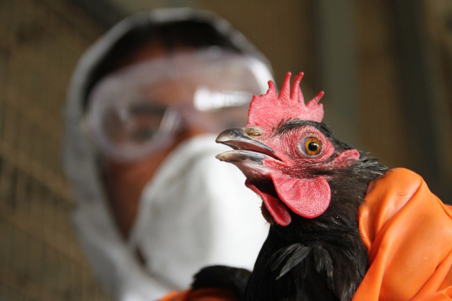 Culling begins as Bird flu resurfaces at Tripura - India