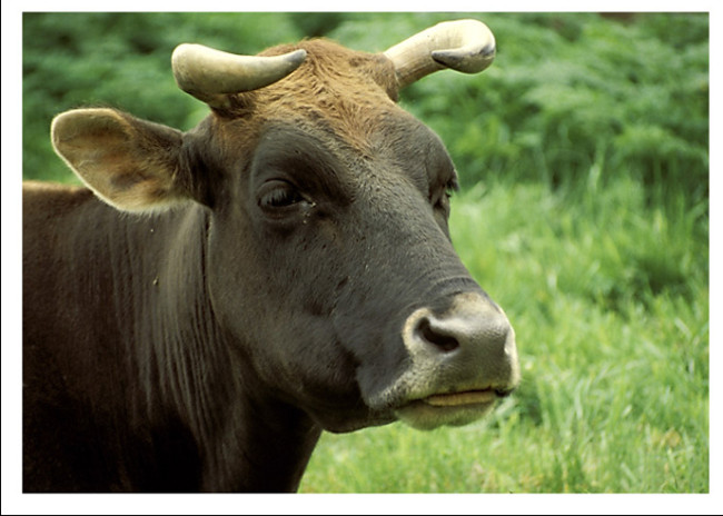 В Москве обнаружен случай «коровьего бешенства»
