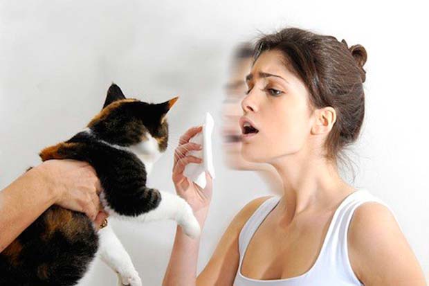 Симптомы аллергии на кошку