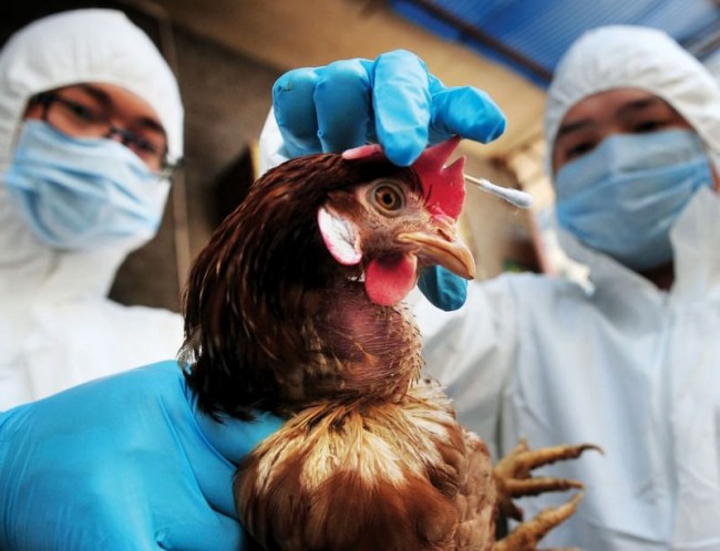 Как происходит заражение птичьим гриппом?