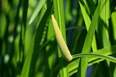 Аир болотный – это травянистое многолетнее растение