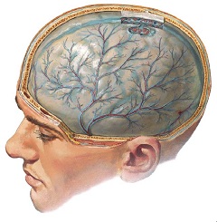 Применение Акатинола - при заболеваниях головного мозга