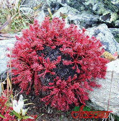 Красная щетка – растение семейства толстянковые