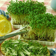Кресс-салат – трава семейства крестоцветные
