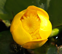 Кубышка желтая – растение семейства кувшинковые
