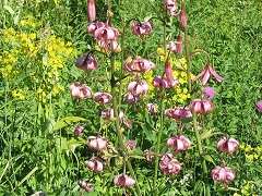 Лилия кудреватая - луковичное растение