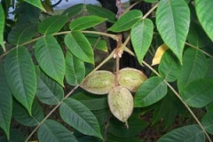 Маньчжурский орех - дерево или кустарник рода Орех