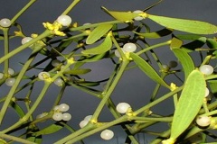 Омела – паразитическое растение